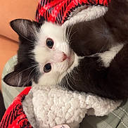 Nalu is registered to the contest to win money with this photo: kitten, cat, black_and_white, pet, blanket, plaid, cozy, fur, animal, cute, whiskers, indoor, soft, resting, closeup, young, domestic, sleepy, comfort, cuddly
