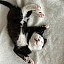 Nalu is registered to the contest to win money with this photo: kitten, cat, black_and_white, sleeping, paws, pink_pads, fluffy, soft_blanket, cute, pet, animal, feline, resting, adorable, indoor, cozy, relaxed, small, young, lying_down