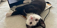 Nalu is registered to the contest to win money with this photo: cat, kitten, laptop, bed, black_and_white, pet, indoor, curious, playful, technology, cord, resting, soft, computer, fur, whiskers, cute, animal, cozy, looking_up
