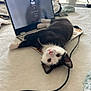 animal, bed, black_and_white, cat, computer, cord, cozy, curious, cute, fur, indoor, kitten, laptop, looking_up, pet, playful, resting, soft, technology, whiskers