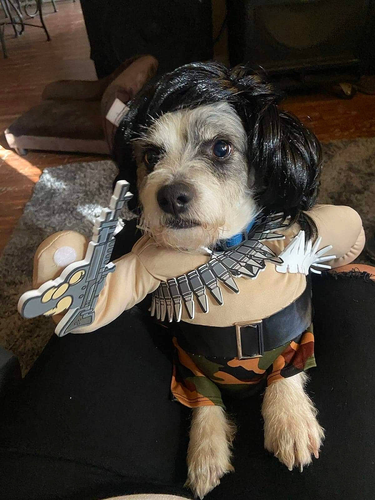 Sunny joined the competition — help win amazing prizes! canidae, carnivore, companion_dog, dog, dog_breed, dog_clothes, dog_supply, fashion_accessory, fur, hat, leash, pet_supply, schnauzer, small_terrier, snout, sporting_group, standard_schnauzer, terrier, toy_dog, working_animal