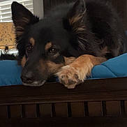 Zeus joined the competition — help win amazing prizes! dog, pet, indoor, resting, wooden_furniture, lamp, window_blinds, black_fur, tan_fur, paw, head, ears, animal, cozy, relaxed, portrait, closeup, home, furniture, canine
