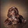 adorable, animal, background, brown, calm, closeup, cute, dog, eyes, fluffy, fur, indoor, laying_down, pet, portrait, puppy, reflection, soft_lighting, studio, whiskers