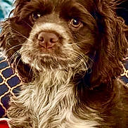 Hunter is registered to the contest to win money with this photo: adorable, blanket, brown_fur, chest_fur, closeup, couch, dog, eyes, floppy_ears, indoor, lamp, living_room, nose, patterned_pillow, pillow, portrait, puppy, whiskers, white_fur, window_shutters