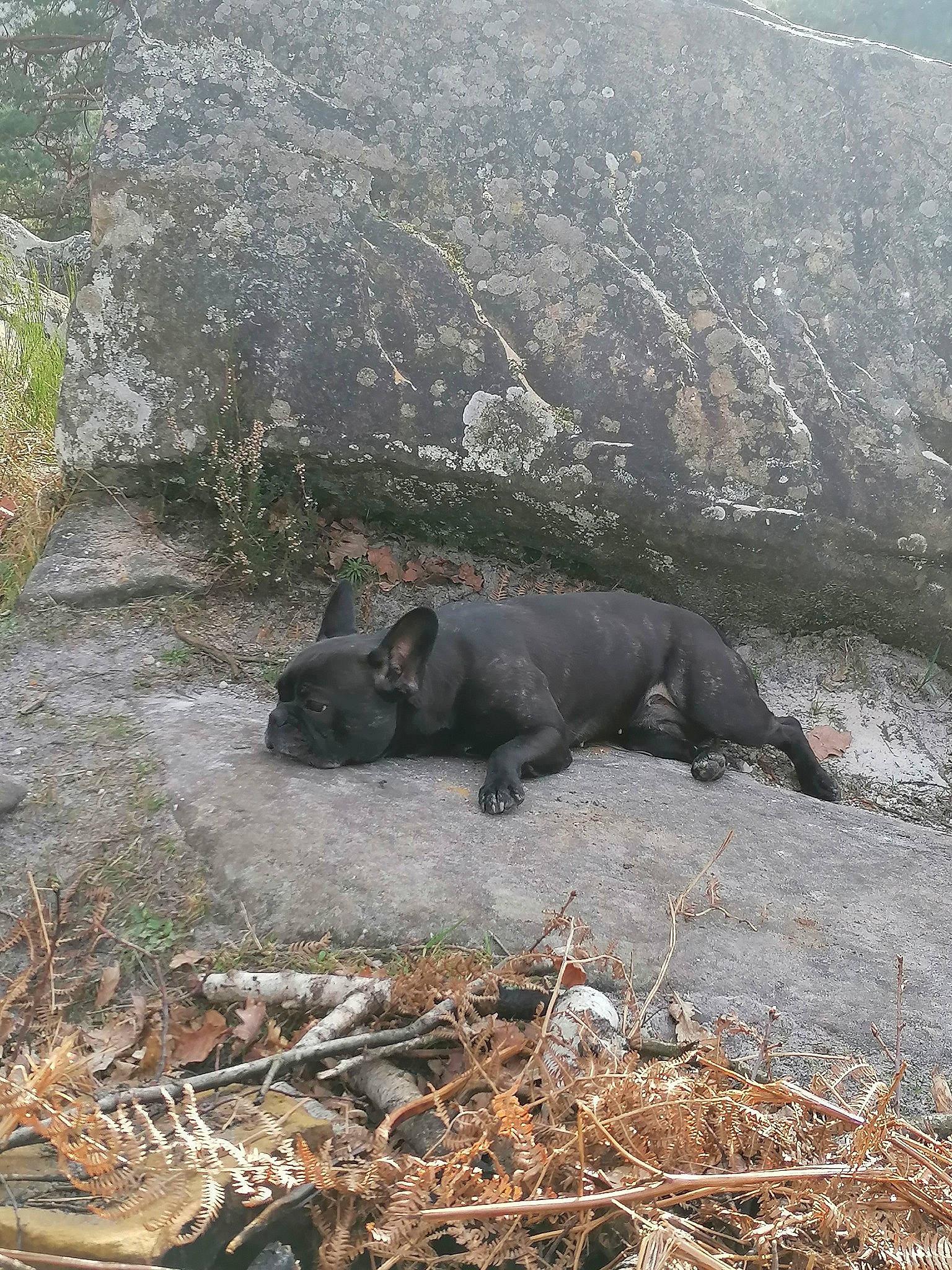 Dory a rejoint le concours — aidez-le/la à gagner de superbes lots ! bedrock, bovine, california_sea_lion, dog_breed, fur_seal, grass, landscape, livestock, marine_mammal, plant, rock, seal, soil, suidae, tail, terrestrial_animal, wildlife, wood, working_animal