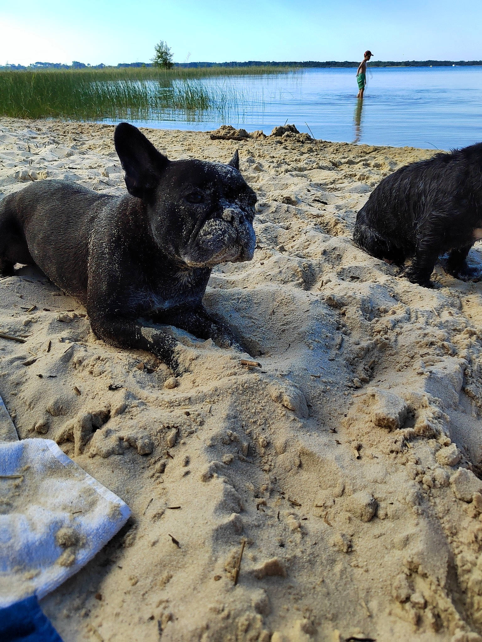 Dory a rejoint le concours — aidez-le/la à gagner de superbes lots ! beach, carnivore, dog, dog_breed, felidae, horizon, lake, landscape, ocean, plant, sky, small_to_medium_sized_cats, soil, sporting_group, tail, terrestrial_animal, tree, water, wildlife, working_animal