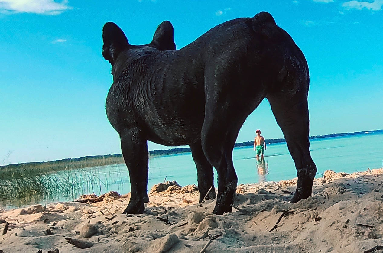 Dory a rejoint le concours — aidez-le/la à gagner de superbes lots ! beach, black_rhinoceros, canidae, carnivore, cloud, dog, dog_breed, electric_blue, fawn, landscape, nature, rock, sculpture, sky, snout, sporting_group, tail, terrestrial_animal, water, wildlife