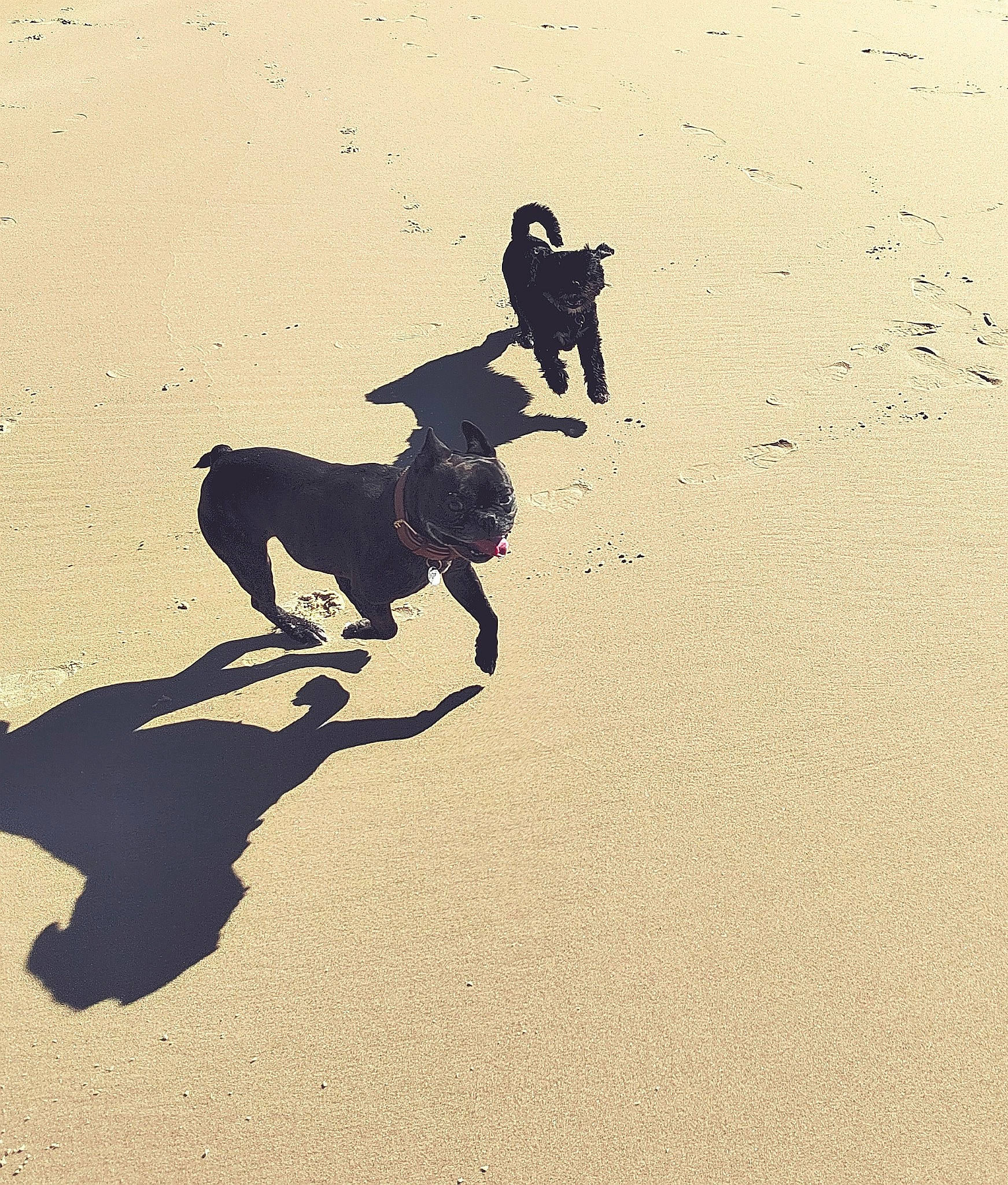 Dory participe au concours pour gagner de l'argent avec cette photo : aeolian_landform, art, asphalt, canidae, carnivore, dog, dog_breed, happy, landscape, leash, people_in_nature, recreation, sand, shadow, soil, sporting_group, tail, tints_and_shades, visual_arts, working_animal