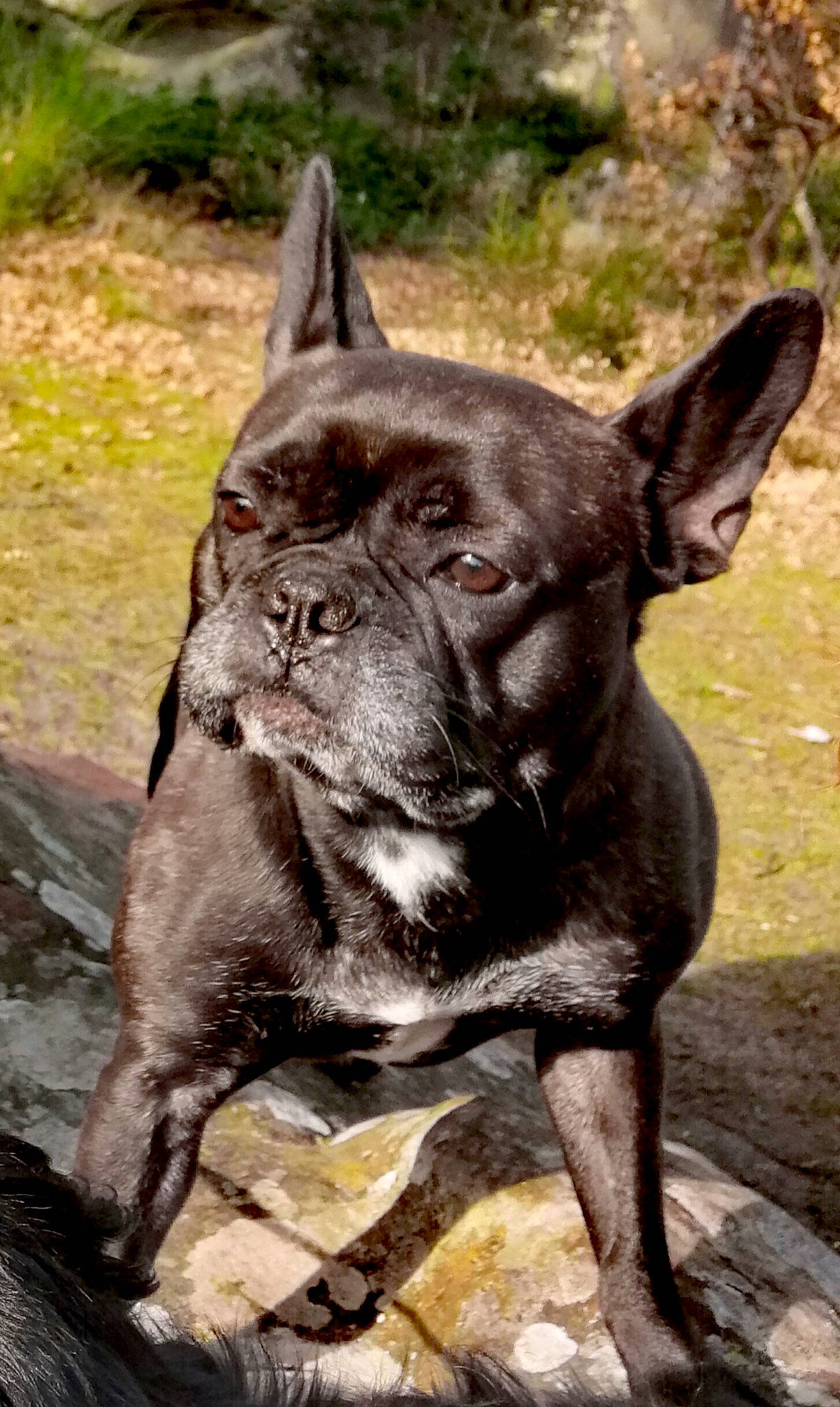 Dory a rejoint le concours — aidez-le/la à gagner de superbes lots ! canidae, carnivore, collar, companion_dog, dog, dog_breed, dog_collar, fawn, grass, liver, molosser, non_sporting_group, plant, snout, sporting_group, terrestrial_animal, whiskers, working_animal, working_dog, wrinkle