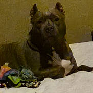 Booty is registered to the contest to win money with this photo: animal, bed, blanket, brown, calm, canine, collar, dog, domestic, floor, furniture, household, indoor, lying_down, pet, quiet, resting, stuffed_item, toy, white