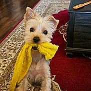 Bella is registered to the contest to win money with this photo: autumn_decor, coffee_table, curtains, cute, dog, ears, fireplace, fur, halloween, indoor, living_room, pet, plant, playful, pumpkin_decorations, rug, small_dog, window, wooden_floor, yellow_cloth