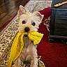 autumn_decor, coffee_table, curtains, cute, dog, ears, fireplace, fur, halloween, indoor, living_room, pet, plant, playful, pumpkin_decorations, rug, small_dog, window, wooden_floor, yellow_cloth