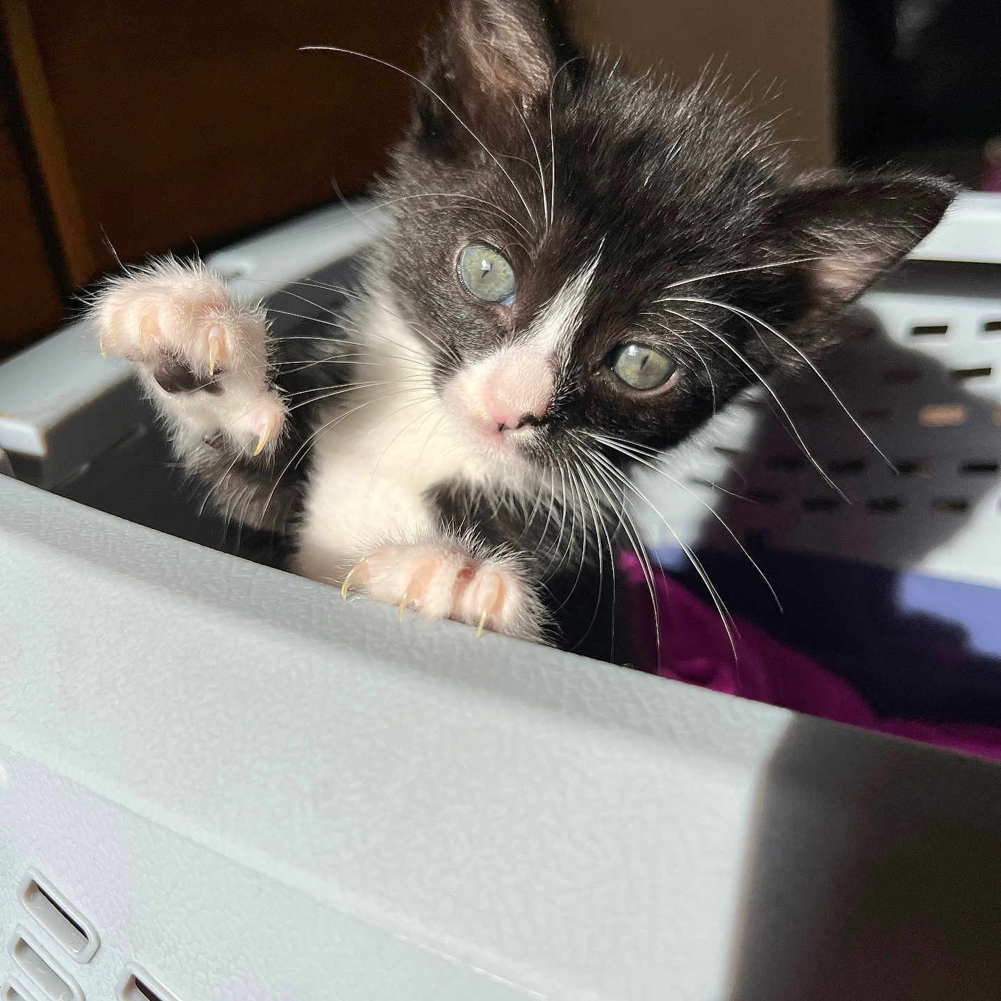 Nova