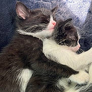 Nova is registered to the contest to win money with this photo: kitten, cat, sleeping, snuggling, black_and_white, fur, pet, animal, cute, cozy, blanket, resting, domestic_cat, whiskers, pink_nose, indoor, soft, young, adorable, companion