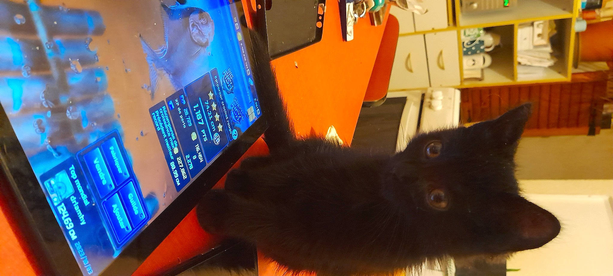 Manoucheka participe au concours pour gagner de l'argent avec cette photo : black_cat, bombay, carnivore, cat, computer, computer_hardware, desk, domestic_short_haired_cat, electric_blue, electronic_device, felidae, gadget, machine, netbook, personal_computer, small_to_medium_sized_cats, tail, technology, whiskers, wood