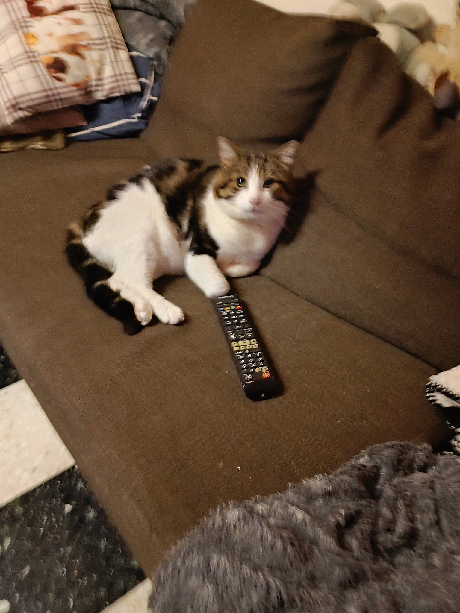 Gotham participe au concours pour gagner de l'argent avec cette photo : box, brown, carnivore, cat, comfort, domestic_short_haired_cat, felidae, floor, flooring, fur, grey, hardwood, linens, paw, room, sitting, small_to_medium_sized_cats, tail, whiskers, wood