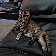Skittles is registered to the contest to win money with this photo: animal, architecture, building, cat, chair, couch, cushion, furniture, head, homedecor, indoors, interiordesign, kitten, livingroom, manx, person, pet, photoframe, room, sleeping