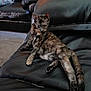 animal, architecture, building, cat, chair, couch, cushion, furniture, head, homedecor, indoors, interiordesign, kitten, livingroom, manx, person, pet, photoframe, room, sleeping