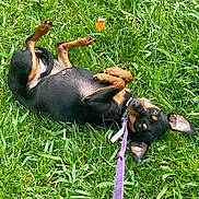 Chocolaté joined the competition — help win amazing prizes! dog, grass, leash, playful, black_dog, tan_markings, outdoor, pet, animal, nature, ears, rolling, happy, canine, summer, greenery, collar, cute, small_dog, daylight