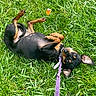 dog, grass, leash, playful, black_dog, tan_markings, outdoor, pet, animal, nature, ears, rolling, happy, canine, summer, greenery, collar, cute, small_dog, daylight