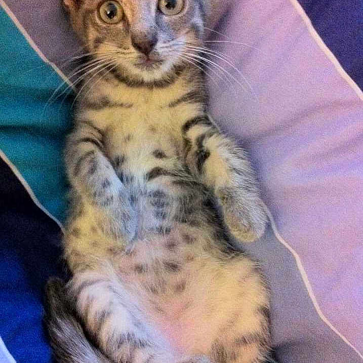 Parmesan a rejoint le concours — aidez-le/la à gagner de superbes lots !