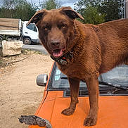 Tempête participe au concours pour gagner de l'argent avec cette photo : dog, brown_dog, orange_car, car_hood, outdoor, cloudy_sky, tree, truck, dirt_road, vehicle, collar, pet, standing, animal, nature, rural, daytime, canine, tongue_out, fur