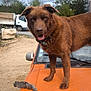 dog, brown_dog, orange_car, car_hood, outdoor, cloudy_sky, tree, truck, dirt_road, vehicle, collar, pet, standing, animal, nature, rural, daytime, canine, tongue_out, fur