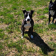 Nawak participe au concours pour gagner de l'argent avec cette photo : dog, grass, field, outdoor, sunny, nature, sky, tree, shadow, pet, canine, animal, daylight, greenery, rural, fence, summer, park, landscape, friendship