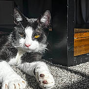 Salem is registered to the contest to win money with this photo: cat, black_and_white, paw, carpet, sunlight, indoor, furniture, wood, pet, animal, close_up, relaxing, whiskers, yellow_eyes, cozy, shadow, texture, resting, cute, mammal