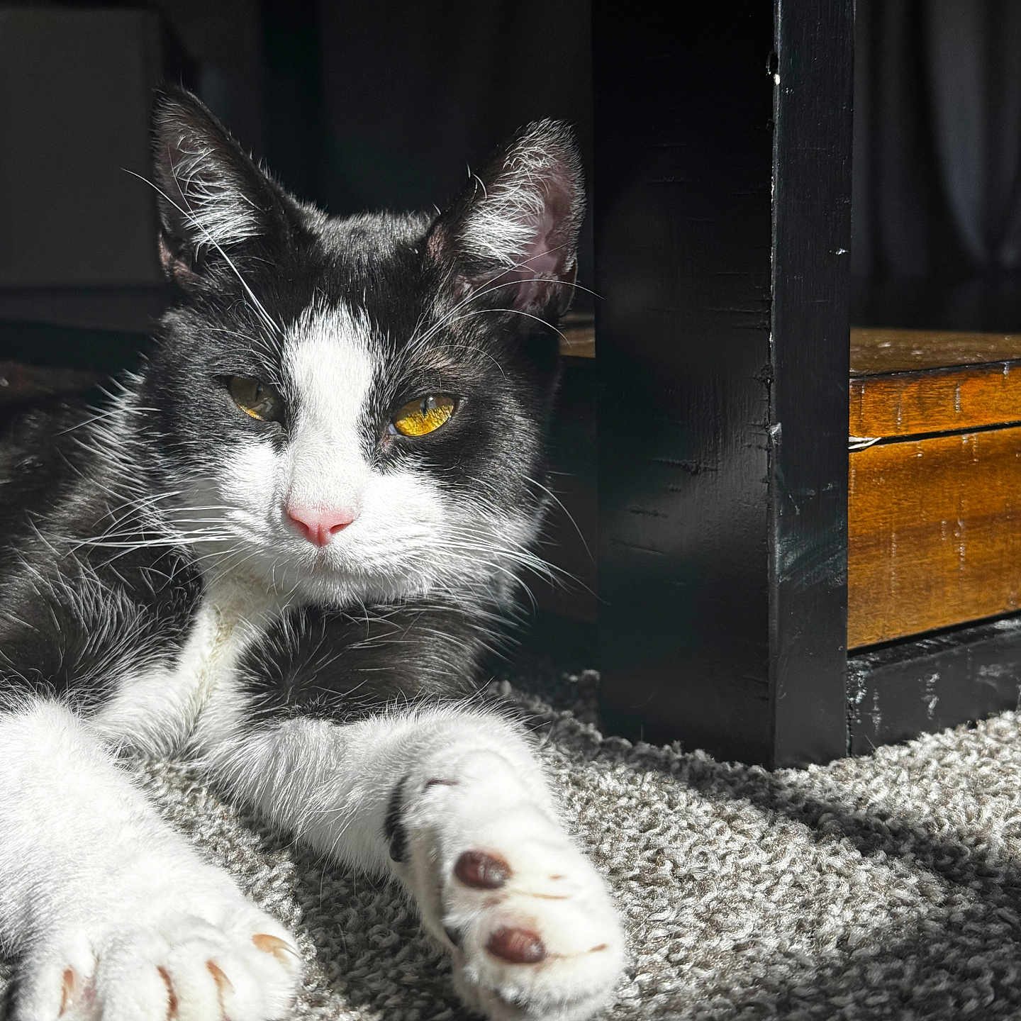 Salem is registered to the contest to win money with this photo: animal, black_and_white, carpet, cat, close_up, cozy, cute, furniture, indoor, mammal, paw, pet, relaxing, resting, shadow, sunlight, texture, whiskers, wood, yellow_eyes