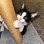 abyssinian, accessories, animal, blackcat, blanket, canine, cat, dog, egyptiancat, kitten, manx, pet, snout, strap