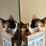 Zoey is registered to the contest to win money with this photo: cat, calico_cat, mirror, reflection, wooden_sign, coordinates, indoor, yellow_eyes, fur, pet, animal, closeup, curious, looking, face, ears, whiskers, table, wall, texture
