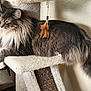 cat, long_hair, pet, feline, indoor, cat_tree, feather_toy, relaxed, fluffy, gray, white_paws, green_eyes, lounging, side_view, domestic_cat, cozy, carpeted, wooden_furniture, wall, natural_light