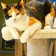 Zoeyzo is registered to the contest to win money with this photo: cat, calico, feline, pet, indoor, perch, carpeted, resting, yellow_eyes, fluffy_fur, close_up, animal, cute, domestic, relaxed, portrait, whiskers, ears, paws, home