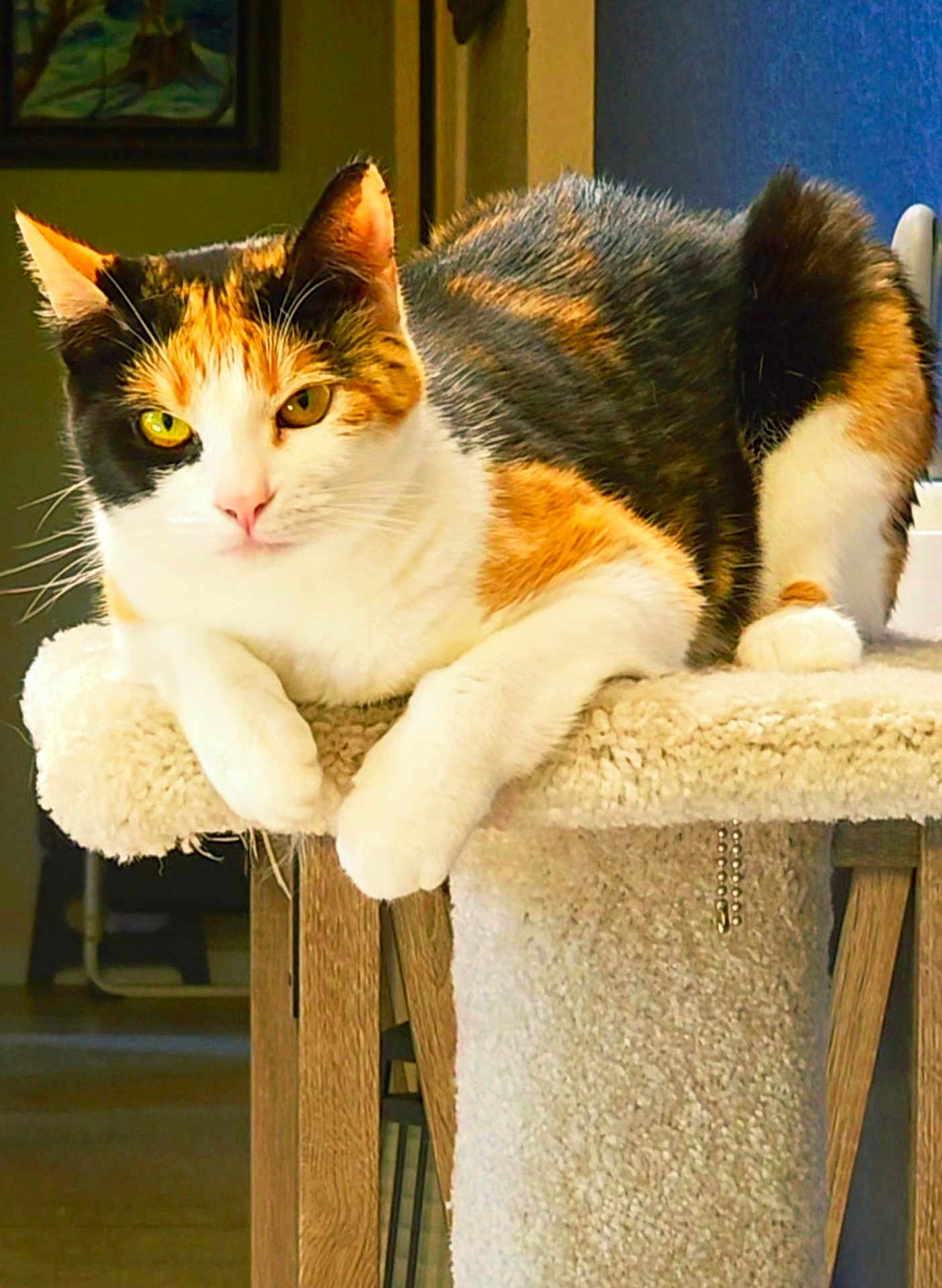 Zoeyzo is registered to the contest to win money with this photo: cat, calico, feline, pet, indoor, perch, carpeted, resting, yellow_eyes, fluffy_fur, close_up, animal, cute, domestic, relaxed, portrait, whiskers, ears, paws, home