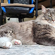 Finely is registered to the contest to win money with this photo: cat, fluffy, gray, white, pet, indoor, carpet, scratch_pad, relaxed, feline, paw, fur, home, chair, background, domestic_animal, animal, resting, cute, whiskers
