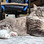 cat, fluffy, gray, white, pet, indoor, carpet, scratch_pad, relaxed, feline, paw, fur, home, chair, background, domestic_animal, animal, resting, cute, whiskers