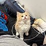 Kendrick is registered to the contest to win money with this photo: kitten, cat, orange_and_white, fluffy, bed, blanket, plush_toy, cord, curious, indoor, pet, furry, small, cute, animal, young, looking_up, soft, cozy, domestic