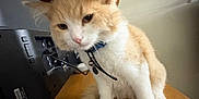 Kendrick is registered to the contest to win money with this photo: cat, cowboy_hat, indoor, desk, wooden_surface, monitor, fluffy, cream_color, white_color, pet, animal, feline, collar, cute, small_hat, sitting, looking_down, household, domestic, fur