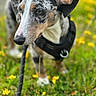 Tia a rejoint le concours — aidez-le/la à gagner de superbes lots ! dog, animal, pet, outdoor, greenery, grass, flower, yellow_flower, leash, harness, close_up, portrait, nature, canine, ears, snout, fur, walking, daylight, field