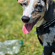 Tia a rejoint le concours — aidez-le/la à gagner de superbes lots ! dog, tongue_out, outdoor, grass, happy, pet, animal, black, white, brown, speckled_coat, closeup, sunlight, nature, canine, collar, playful, summer, tongue, smiling