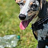 dog, tongue_out, outdoor, grass, happy, pet, animal, black, white, brown, speckled_coat, closeup, sunlight, nature, canine, collar, playful, summer, tongue, smiling