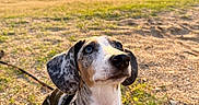 Tia participe au concours pour gagner de l'argent avec cette photo : dog, dachshund, pet, outdoor, sunset, lake, water, grass, sand, nature, animal, canine, harness, cute, portrait, sunlight, ears, fur, waiting, leash