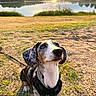 dog, dachshund, pet, outdoor, sunset, lake, water, grass, sand, nature, animal, canine, harness, cute, portrait, sunlight, ears, fur, waiting, leash