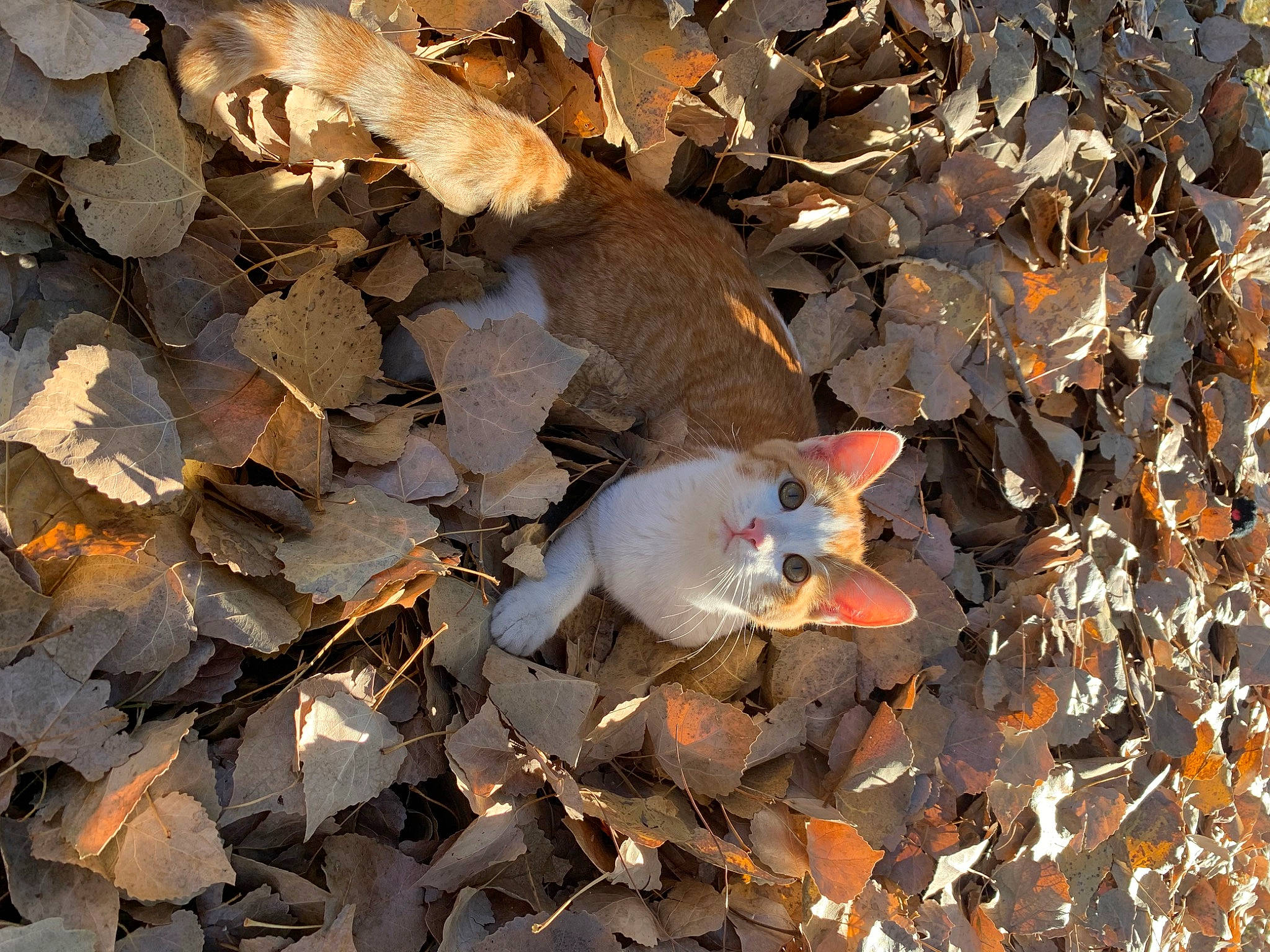 Kush joined the competition — help win amazing prizes! autumn, beak, branch, deciduous, feeder_fish, organism, petal, shadow, soil, tail, tints_and_shades, twig, water, wing, wood