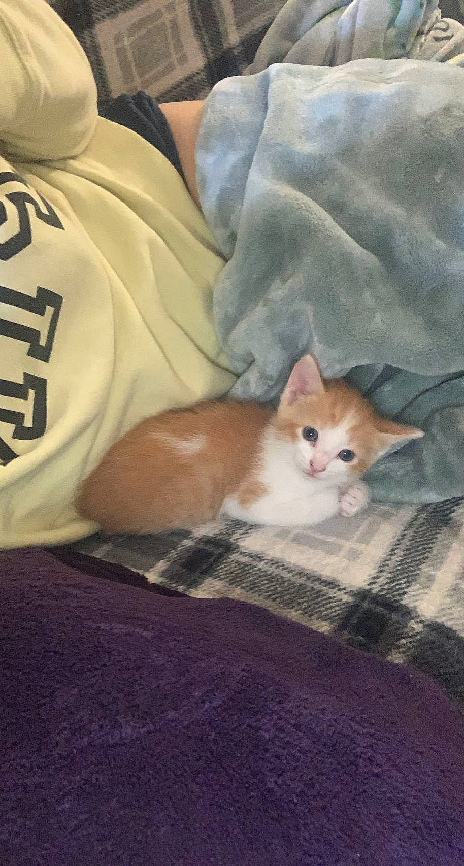 Kush joined the competition — help win amazing prizes! bed_sheet, bedding, carnivore, cat, comfort, domestic_short_haired_cat, fawn, felidae, fur, linens, paw, sitting, small_to_medium_sized_cats, snout, tail, whiskers, wood