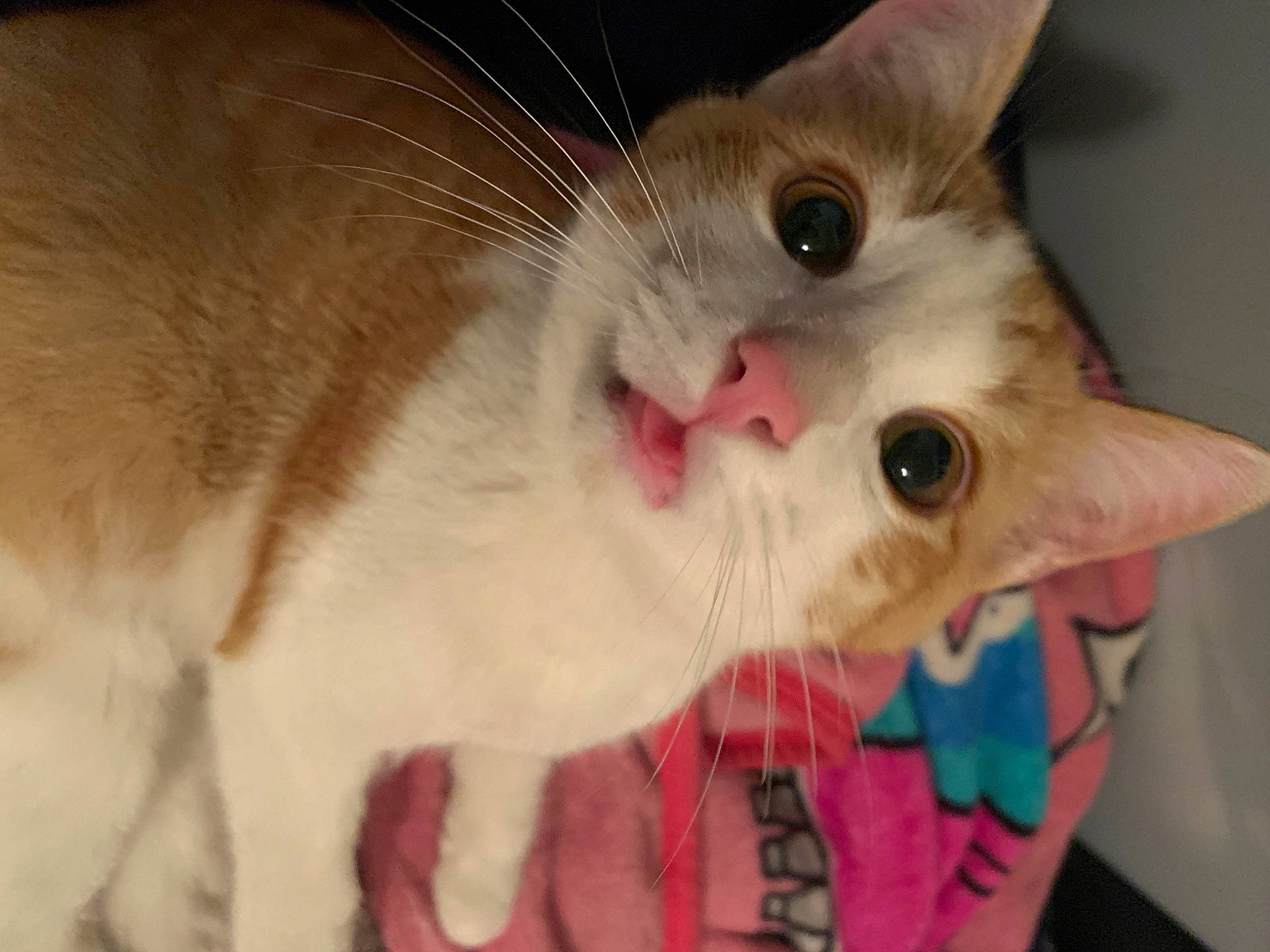 Kush is registered to the contest to win money with this photo: animal_shelter, carnivore, cat, cat_supply, claw, close_up, collar, domestic_short_haired_cat, ear, eyelash, fang, fawn, felidae, fur, gesture, paw, pet_supply, small_to_medium_sized_cats, snout, whiskers