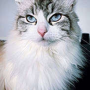 Lilou a rejoint le concours — aidez-le/la à gagner de superbes lots ! cat, fluffy, blue_eyes, close_up, pet, feline, whiskers, indoor, portrait, soft_fur, domestic_animal, cute, animal, mammal, face, nose, ears, long_hair, calm, looking_at_camera