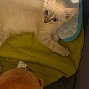 Nova Jane is registered to the contest to win money with this photo: kitten, cat, animal, pet, feline, cream_colored, blanket, plush_toy, indoor, cute, young, fur, texture, resting, wide_eyes, curious, soft, cozy, playful, mat