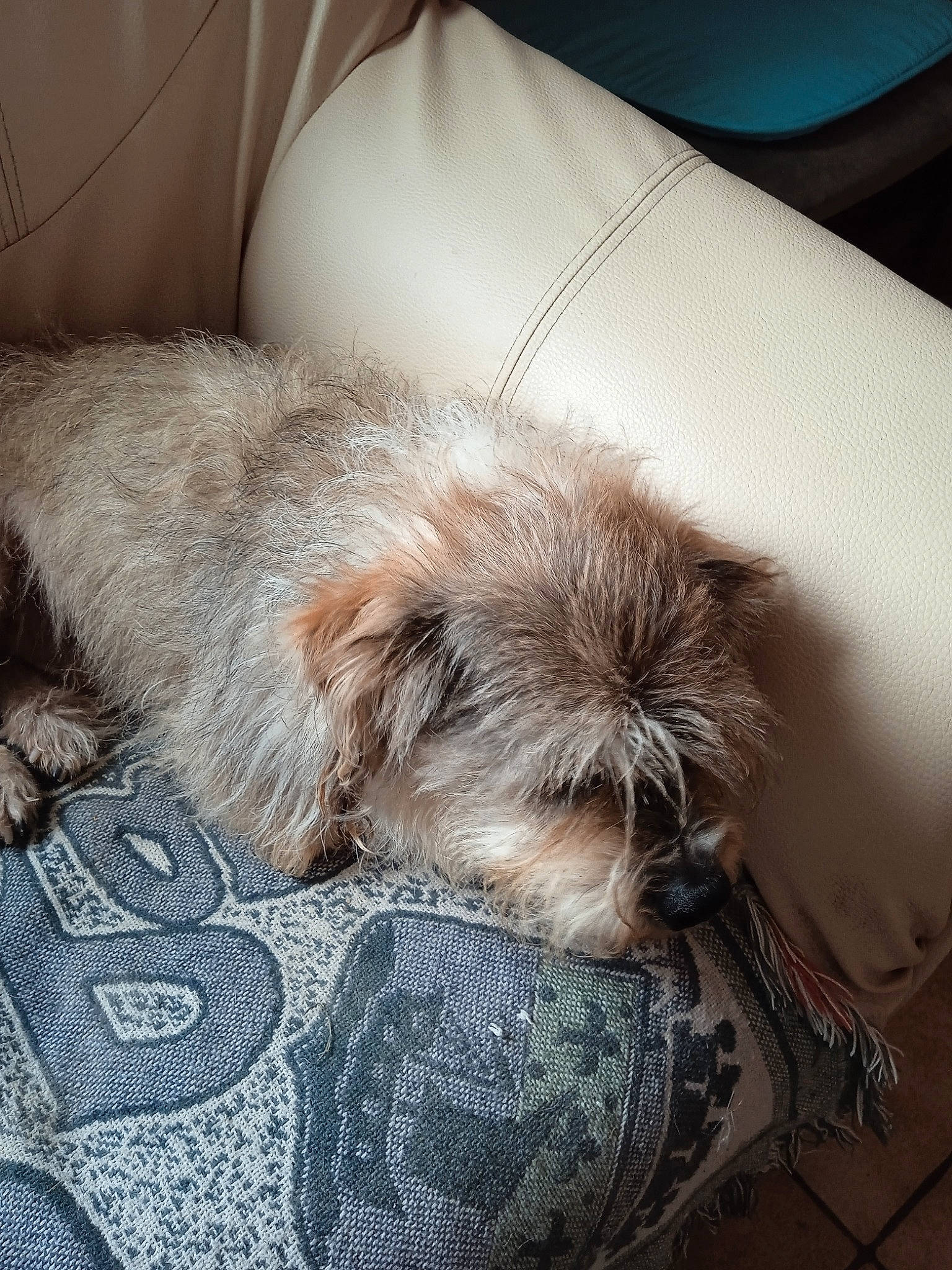 Ringot a rejoint le concours — aidez-le/la à gagner de superbes lots ! canidae, carnivore, comfort, companion_dog, couch, dog, dog_breed, fawn, fur, grey, linens, liver, nap, sleep, small_terrier, snout, sporting_group, terrier, toy_dog, working_animal